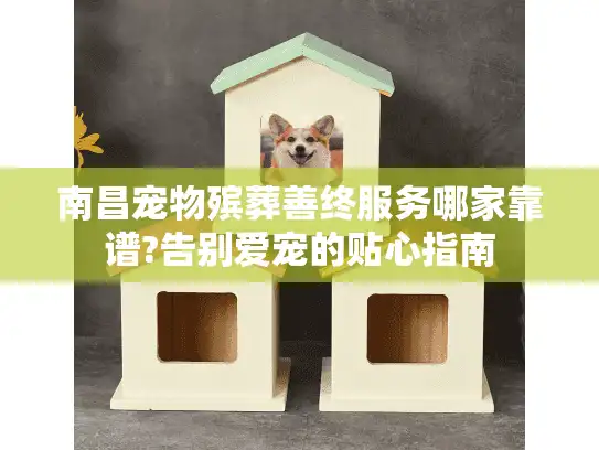 南昌宠物殡葬善终服务哪家靠谱?告别爱宠的贴心指南