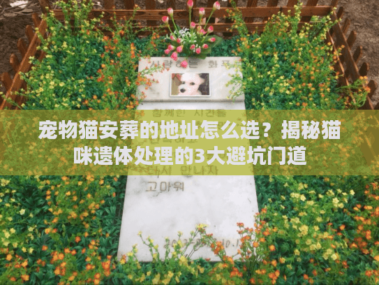 宠物猫安葬的地址怎么选？揭秘猫咪遗体处理的3大避坑门道