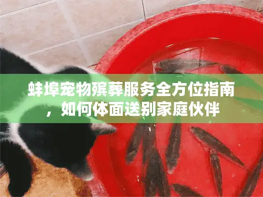 蚌埠宠物殡葬服务全方位指南，如何体面送别家庭伙伴