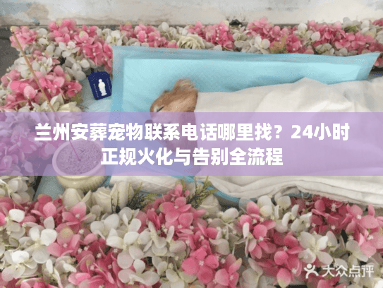 兰州安葬宠物联系电话哪里找？24小时正规火化与告别全流程
