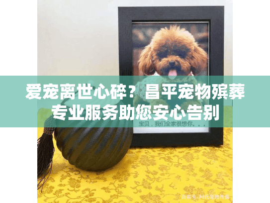 爱宠离世心碎？昌平宠物殡葬专业服务助您安心告别