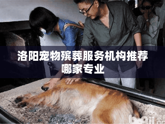 洛阳宠物殡葬服务机构推荐哪家专业