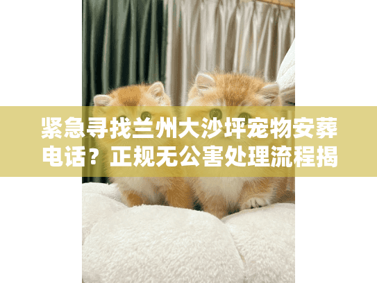 紧急寻找兰州大沙坪宠物安葬电话?正规无公害处理流程揭秘 紧急寻找兰州大沙坪宠物安葬电话?正规无公害处理流程揭秘