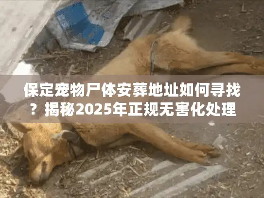 保定宠物尸体安葬地址如何寻找？揭秘2025年正规无害化处理流程