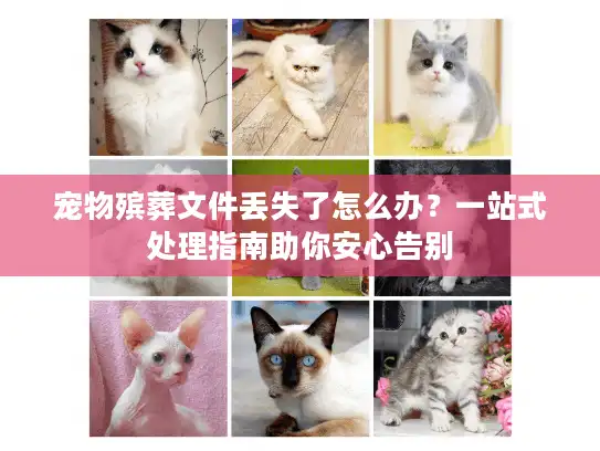 宠物殡葬文件丢失了怎么办？一站式处理指南助你安心告别