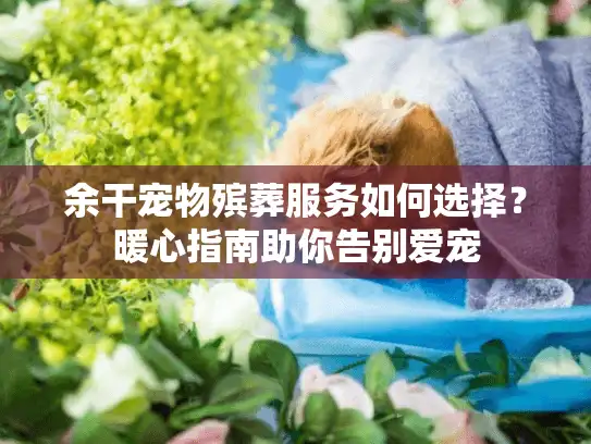 余干宠物殡葬服务如何选择？暖心指南助你告别爱宠