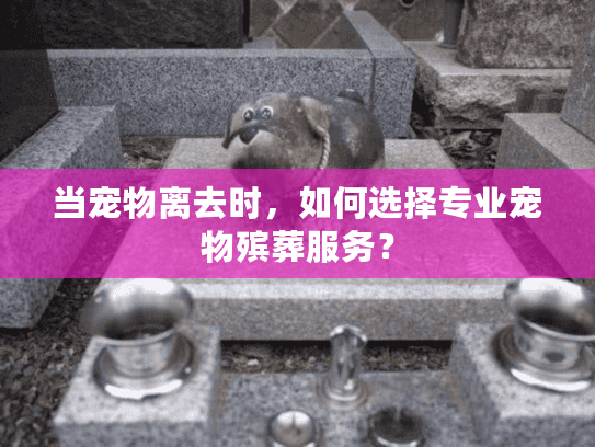 当宠物离去时，如何选择专业宠物殡葬服务？