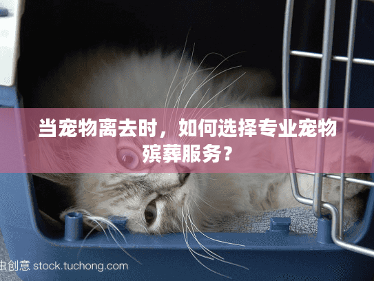 当宠物离去时，如何选择专业宠物殡葬服务？
