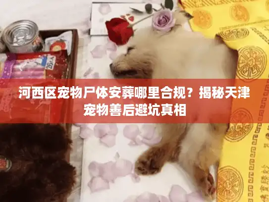 河西区宠物尸体安葬哪里合规?揭秘天津宠物善后避坑真相 河西区宠物尸体安葬哪里合规?揭秘天津宠物善后避坑真相