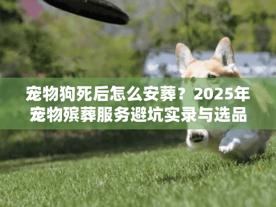 宠物狗死后怎么安葬？2025年宠物殡葬服务避坑实录与选品内幕
