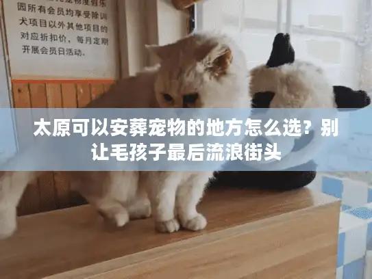 太原可以安葬宠物的地方怎么选？别让毛孩子最后流浪街头