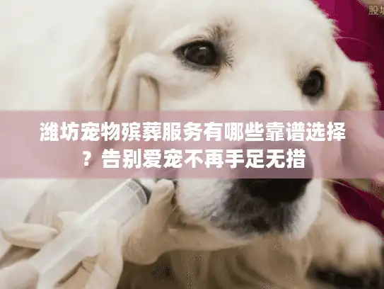 潍坊宠物殡葬服务有哪些靠谱选择？告别爱宠不再手足无措