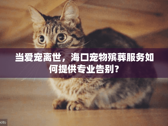 当爱宠离世，海口宠物殡葬服务如何提供专业告别？