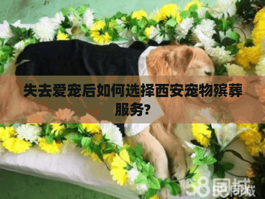 失去爱宠后如何选择西安宠物殡葬服务?