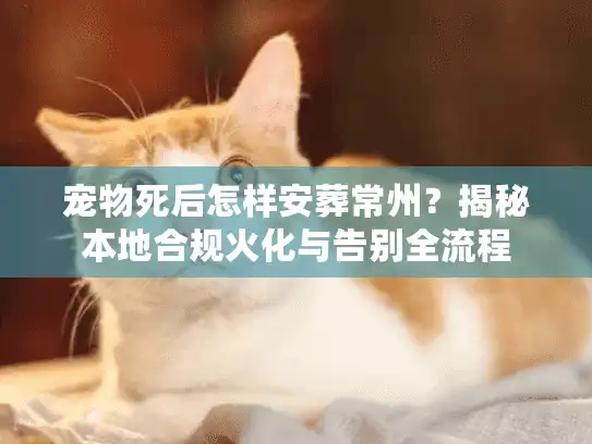 宠物死后怎样安葬常州？揭秘本地合规火化与告别全流程
