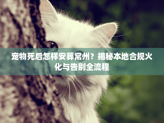 宠物死后怎样安葬常州？揭秘本地合规火化与告别全流程