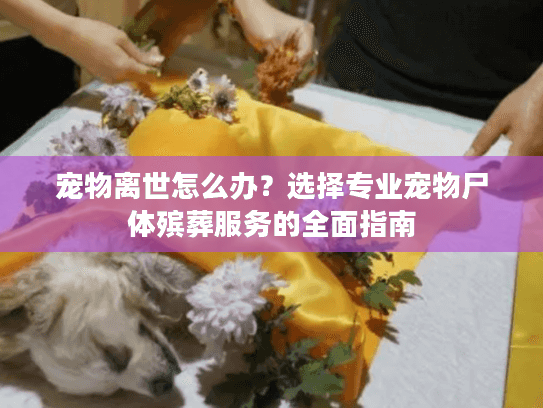 宠物离世怎么办?选择专业宠物尸体殡葬服务的全面指南 宠物离世怎么办?选择专业宠物尸体殡葬服务的全面指南