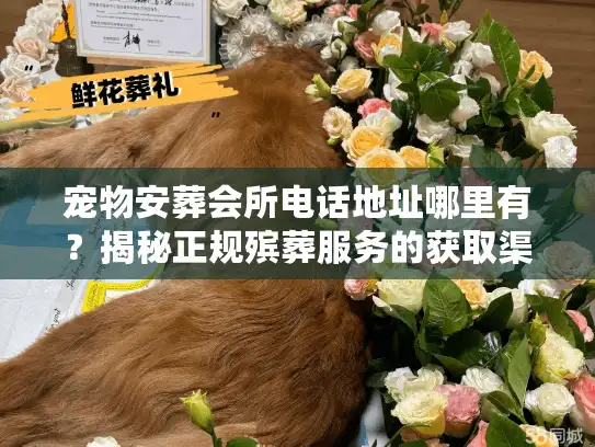 宠物安葬会所电话地址哪里有？揭秘正规殡葬服务的获取渠道