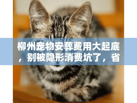 柳州宠物安葬费用大起底，别被隐形消费坑了，省钱攻略