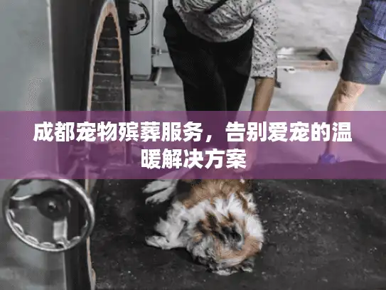 成都宠物殡葬服务，告别爱宠的温暖解决方案