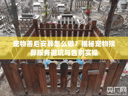 宠物善后安葬怎么做？揭秘宠物殡葬服务避坑与告别实操