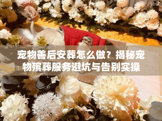 宠物善后安葬怎么做？揭秘宠物殡葬服务避坑与告别实操