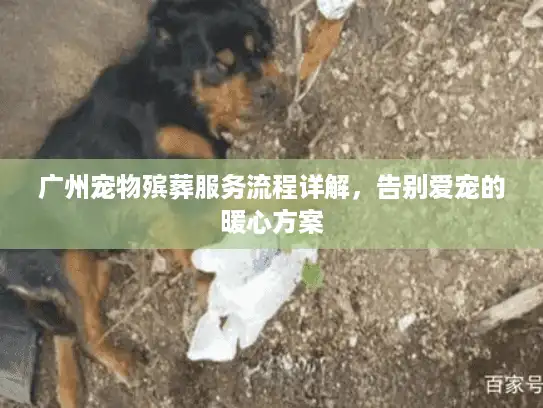 广州宠物殡葬服务流程详解，告别爱宠的暖心方案