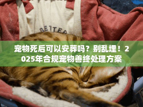 宠物死后可以安葬吗?别乱埋!2025年合规宠物善终处理方案 宠物死后可以安葬吗?别乱埋!2025年合规宠物善终处理方案