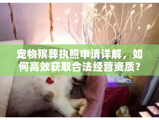 宠物殡葬执照申请详解，如何高效获取合法经营资质？