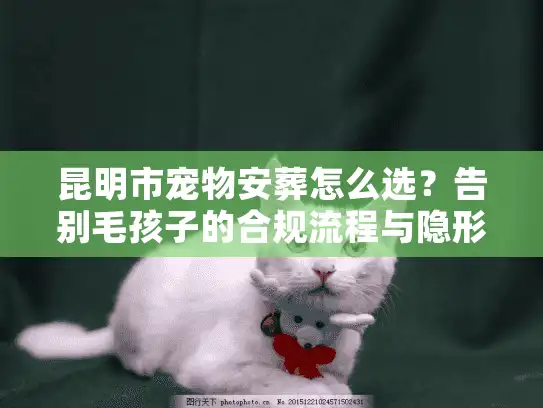 昆明市宠物安葬怎么选?告别毛孩子的合规流程与隐形坑 昆明市宠物安葬怎么选?告别毛孩子的合规流程与隐形坑