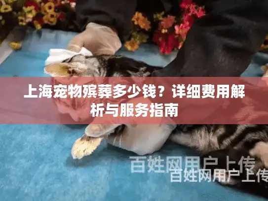上海宠物殡葬多少钱？详细费用解析与服务指南