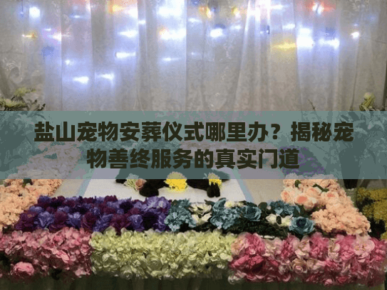 盐山宠物安葬仪式哪里办？揭秘宠物善终服务的真实门道