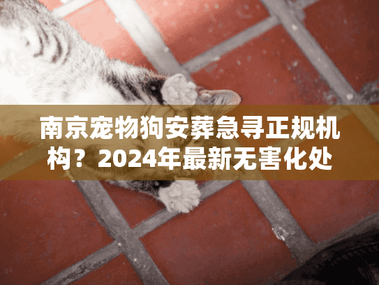 南京宠物狗安葬急寻正规机构？2024年最新无害化处理标准与避坑实录