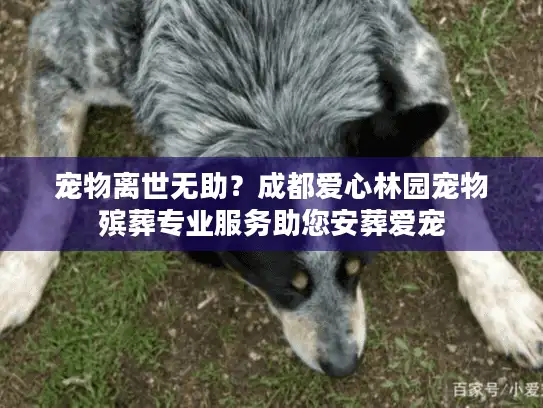 宠物离世无助?成都爱心林园宠物殡葬专业服务助您安葬爱宠 宠物离世无助?成都爱心林园宠物殡葬专业服务助您安葬爱宠
