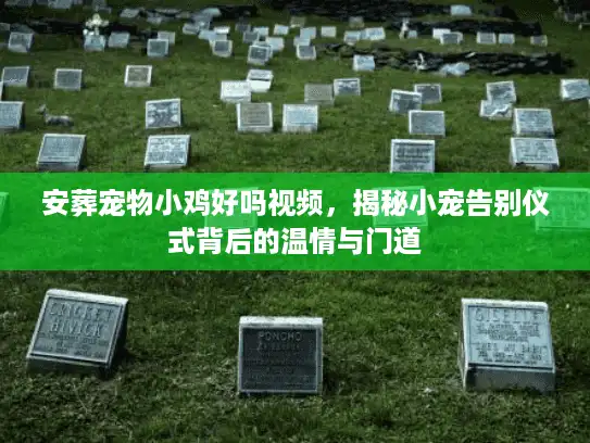 安葬宠物小鸡好吗视频，揭秘小宠告别仪式背后的温情与门道