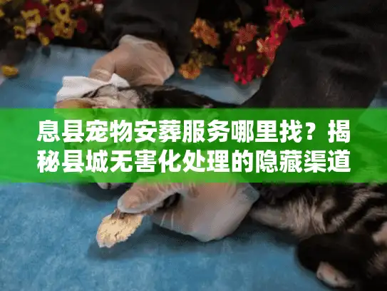 息县宠物安葬服务哪里找？揭秘县城无害化处理的隐藏渠道