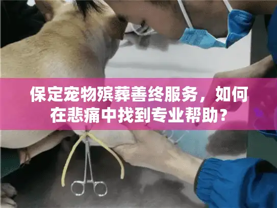 保定宠物殡葬善终服务，如何在悲痛中找到专业帮助？