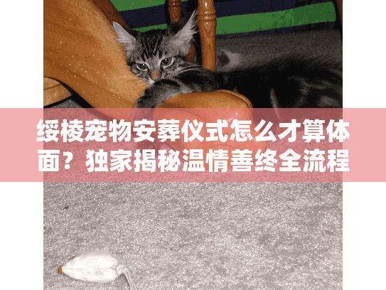 绥棱宠物安葬仪式怎么才算体面？独家揭秘温情善终全流程