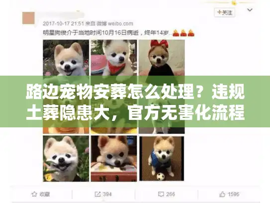 路边宠物安葬怎么处理?违规土葬隐患大,官方无害化流程曝光 路边宠物安葬怎么处理?违规土葬隐患大,官方无害化流程曝光