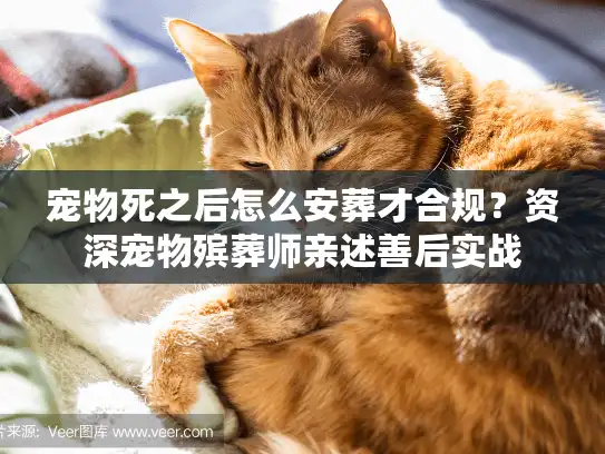 宠物死之后怎么安葬才合规？资深宠物殡葬师亲述善后实战