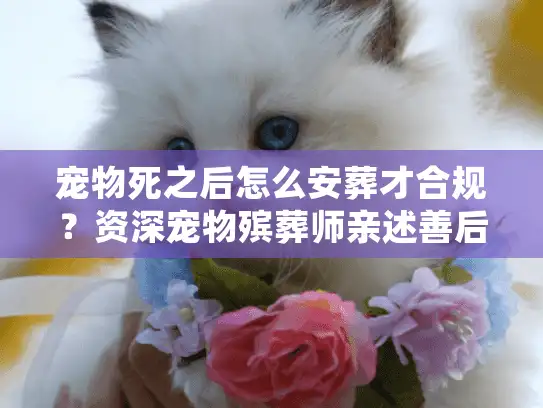 宠物死之后怎么安葬才合规？资深宠物殡葬师亲述善后实战