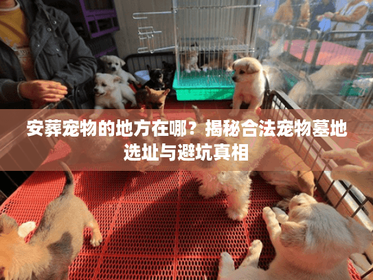 安葬宠物的地方在哪？揭秘合法宠物墓地选址与避坑真相