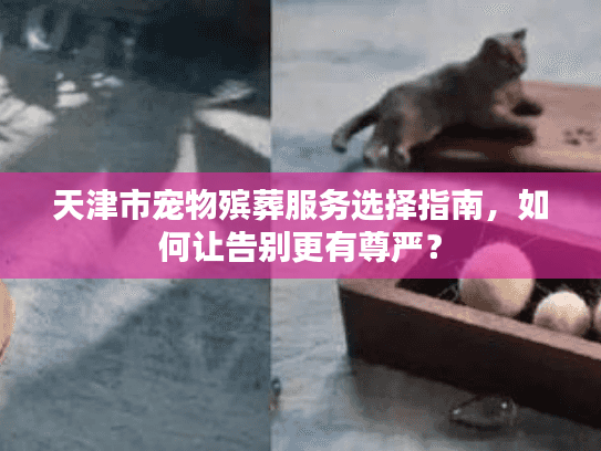 天津市宠物殡葬服务选择指南，如何让告别更有尊严？