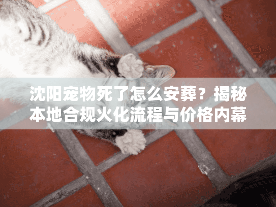 沈阳宠物死了怎么安葬？揭秘本地合规火化流程与价格内幕