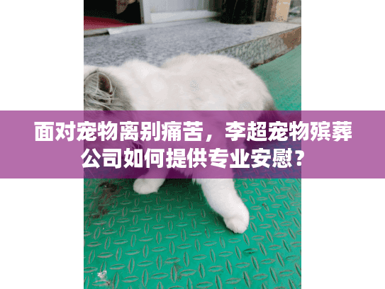 面对宠物离别痛苦,李超宠物殡葬公司如何提供专业安慰? 面对宠物离别痛苦,李超宠物殡葬公司如何提供专业安慰?