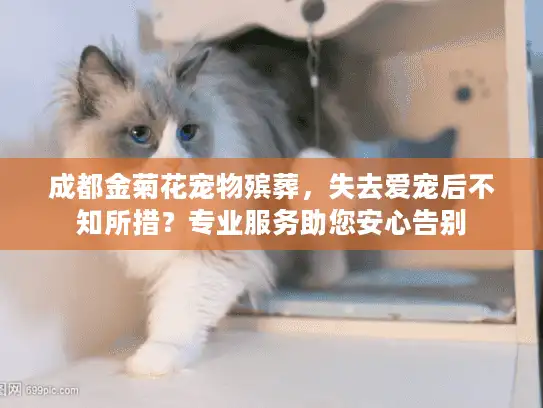 成都金菊花宠物殡葬，失去爱宠后不知所措？专业服务助您安心告别