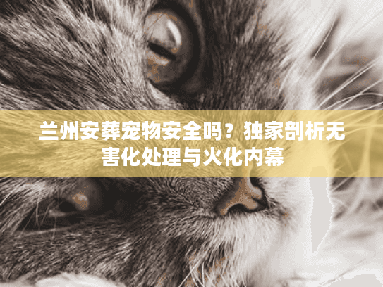 兰州安葬宠物安全吗？独家剖析无害化处理与火化内幕