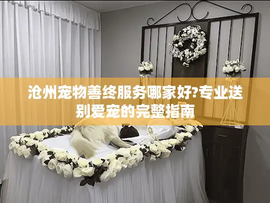 沧州宠物善终服务哪家好?专业送别爱宠的完整指南
