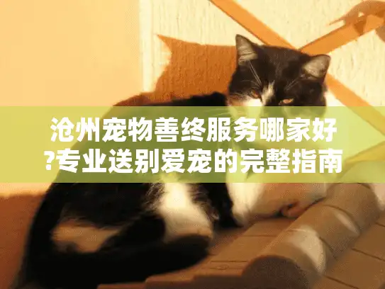 沧州宠物善终服务哪家好?专业送别爱宠的完整指南