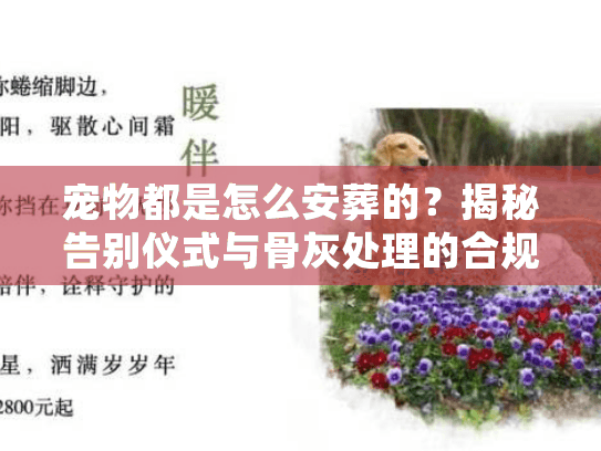 宠物都是怎么安葬的?揭秘告别仪式与骨灰处理的合规流程 宠物都是怎么安葬的?揭秘告别仪式与骨灰处理的合规流程